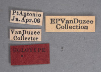 Eurocalia collaris image