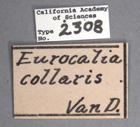 Eurocalia collaris image