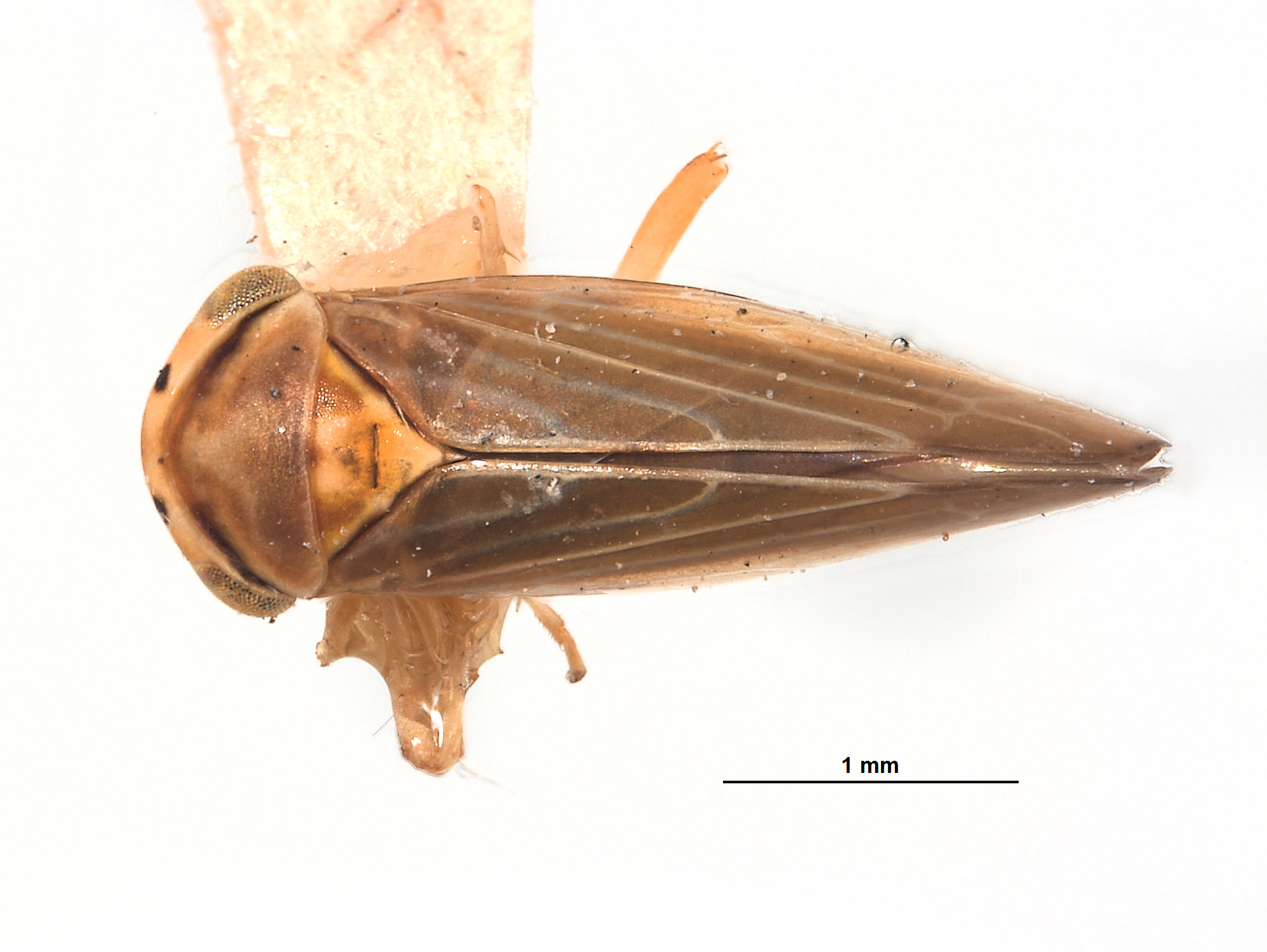 Agallia lingula image