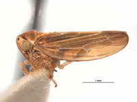 Agallia lingula image