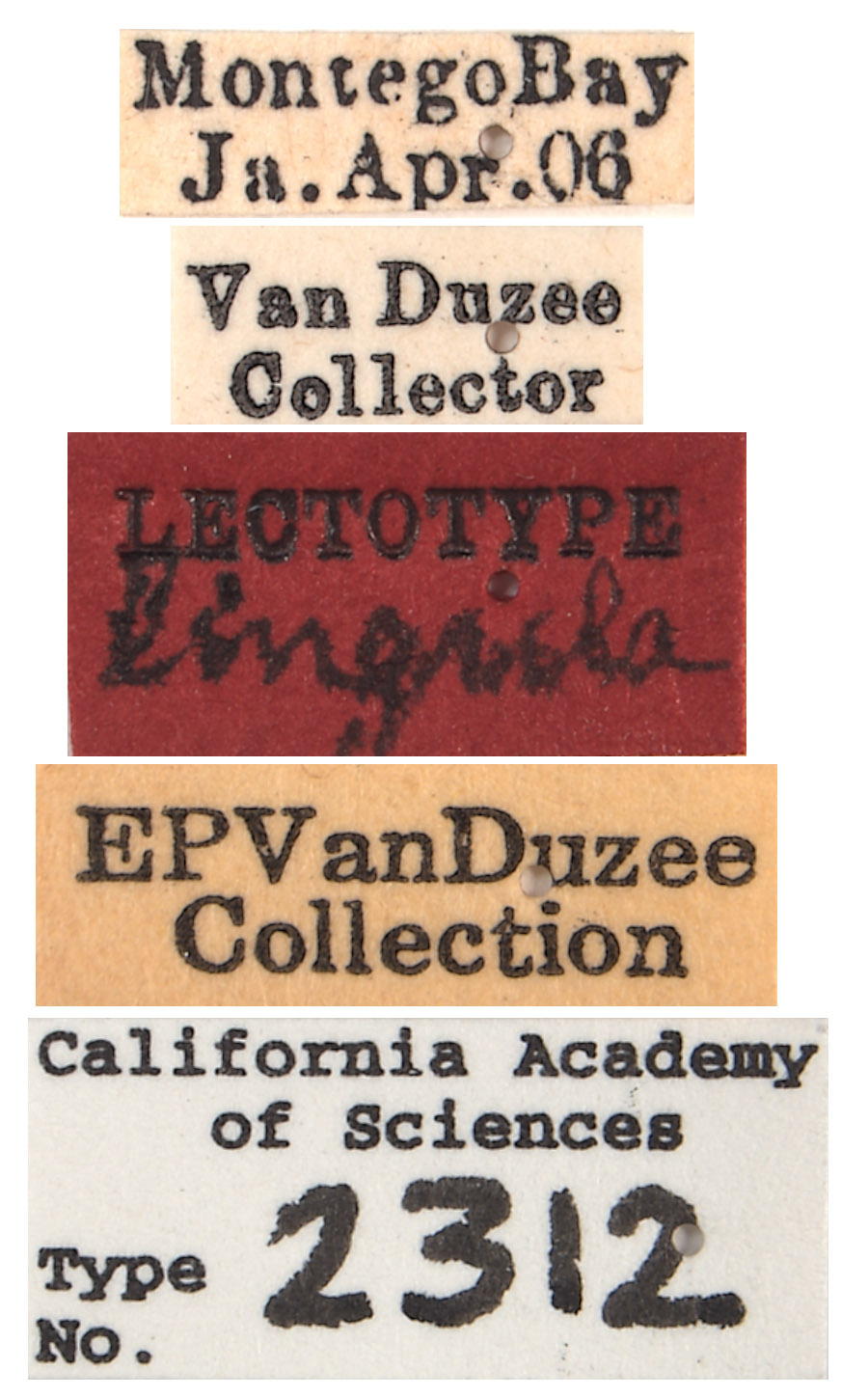 Agallia lingula image