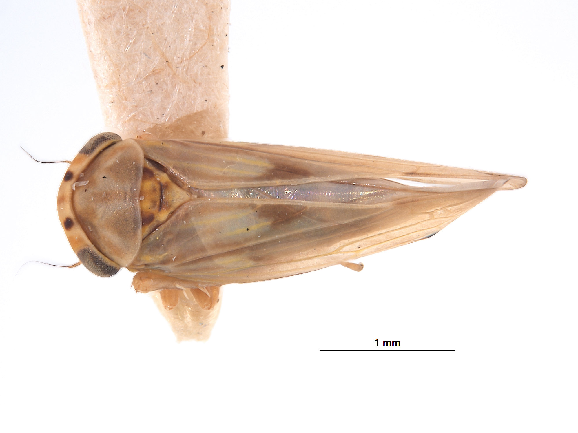 Agallia basiflava image