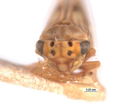 Agallia basiflava image