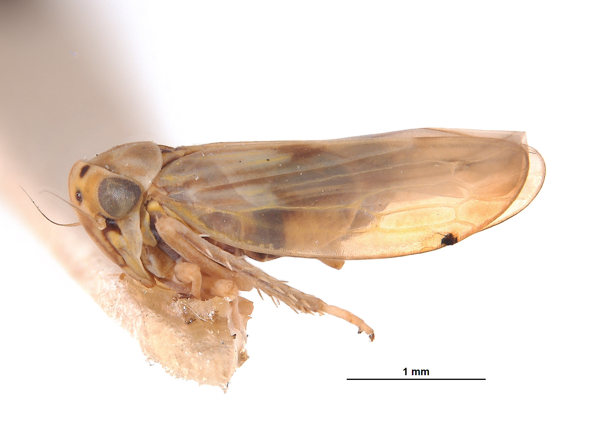 Agallia basiflava image