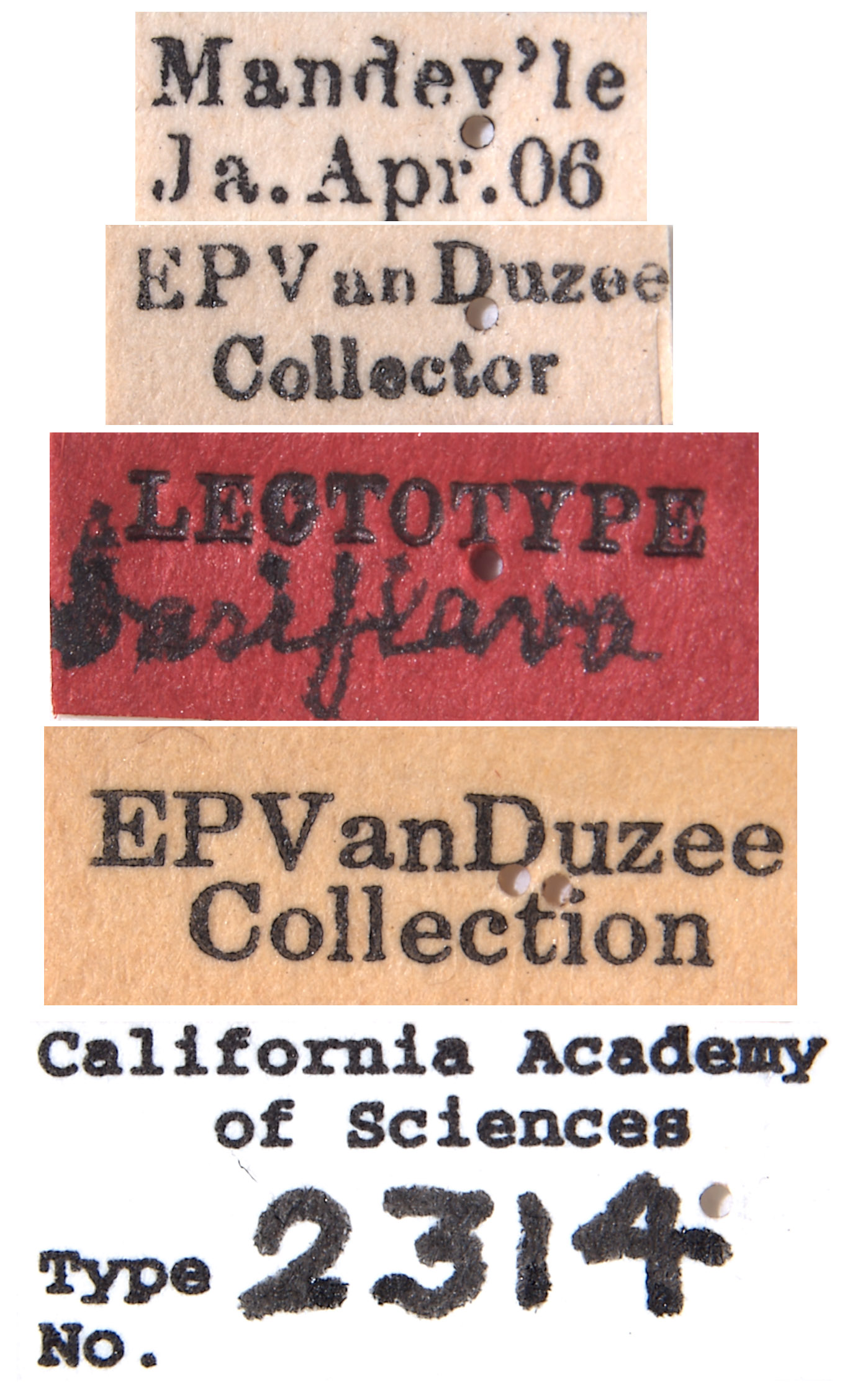 Agallia basiflava image