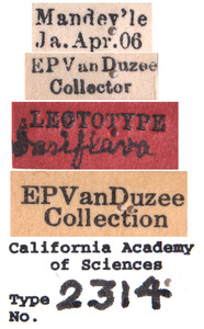 Agallia basiflava image