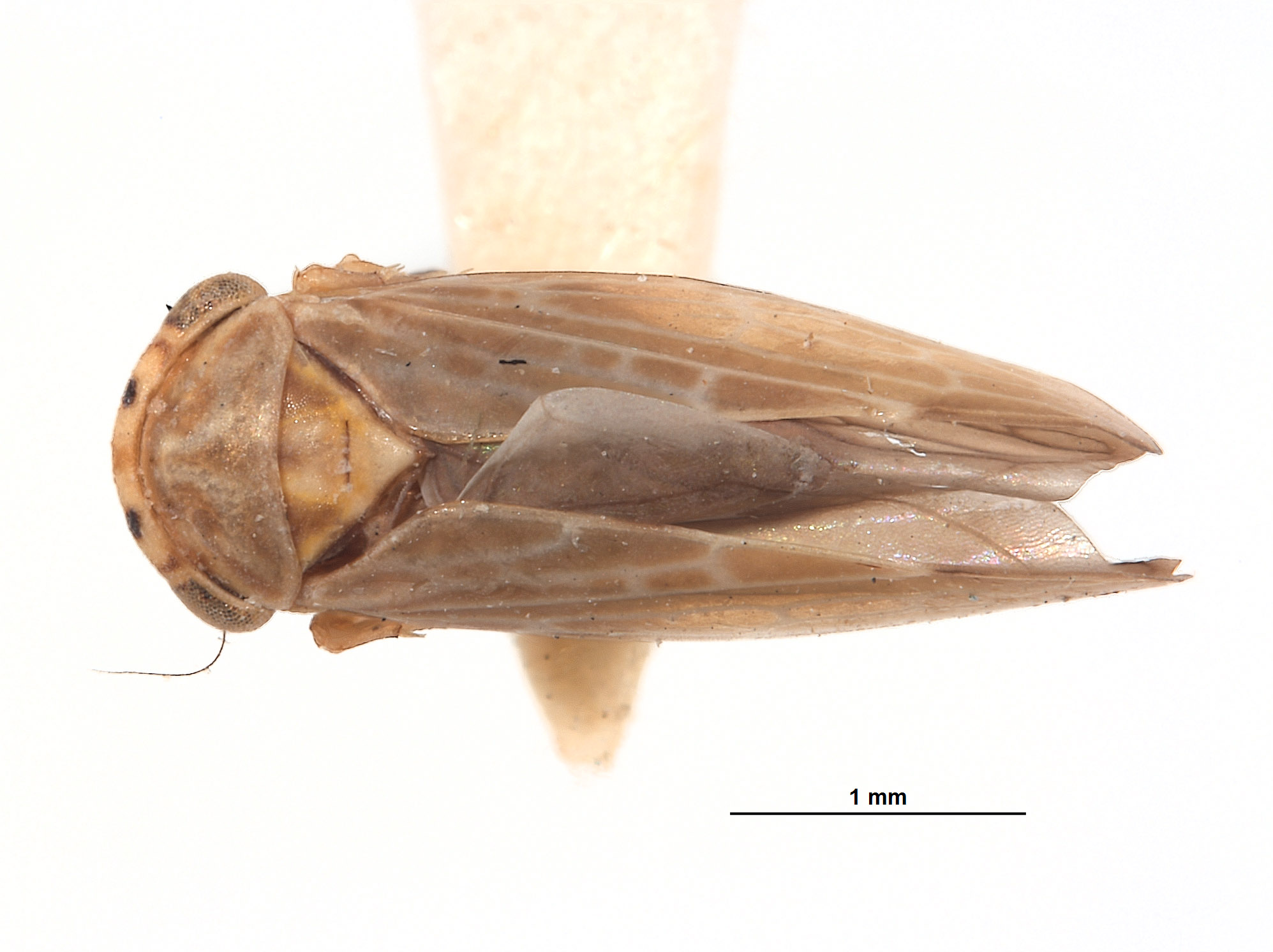 Agallia liturata image