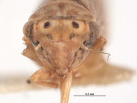 Agallia liturata image