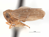 Agallia liturata image