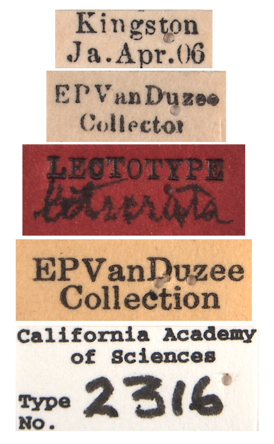 Agallia liturata image