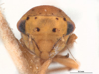 Agallia scortea image