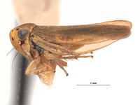 Agallia scortea image