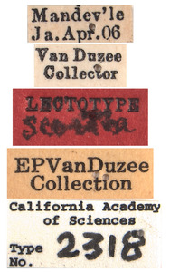 Agallia scortea image