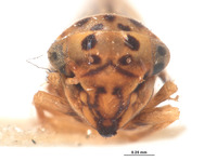 Agallia repleta image