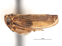 Agallia repleta image