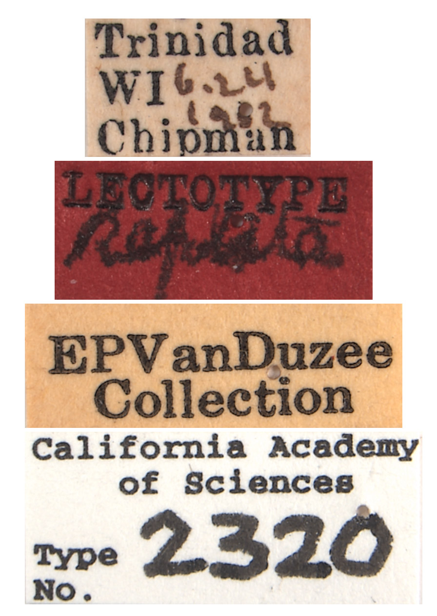 Agallia repleta image