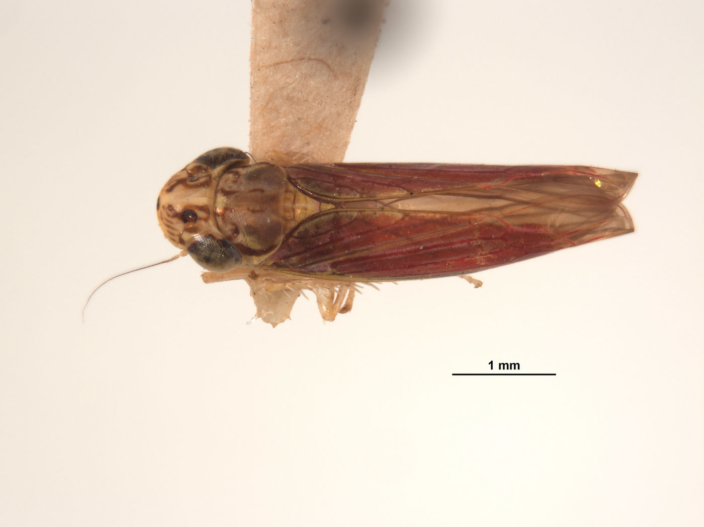 Tettigonia macrocephala image