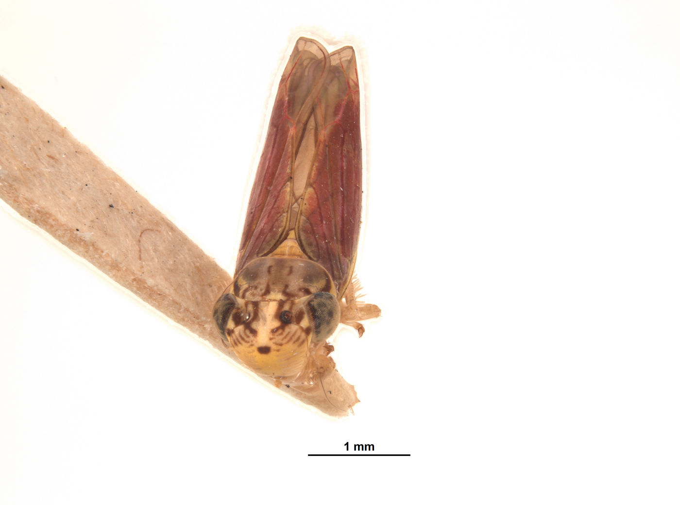 Tettigonia macrocephala image