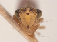 Tettigonia macrocephala image