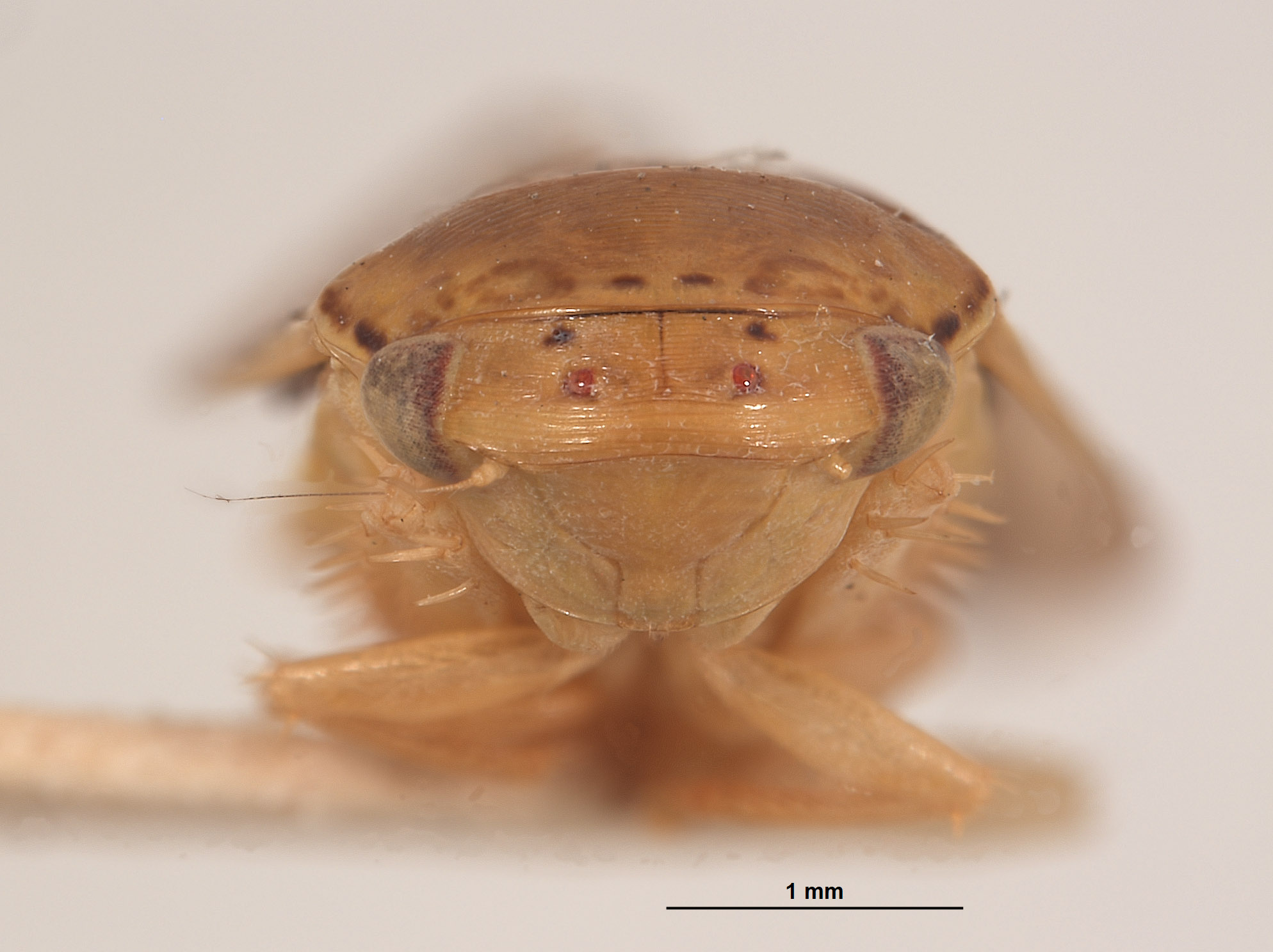 Gypona nupera image