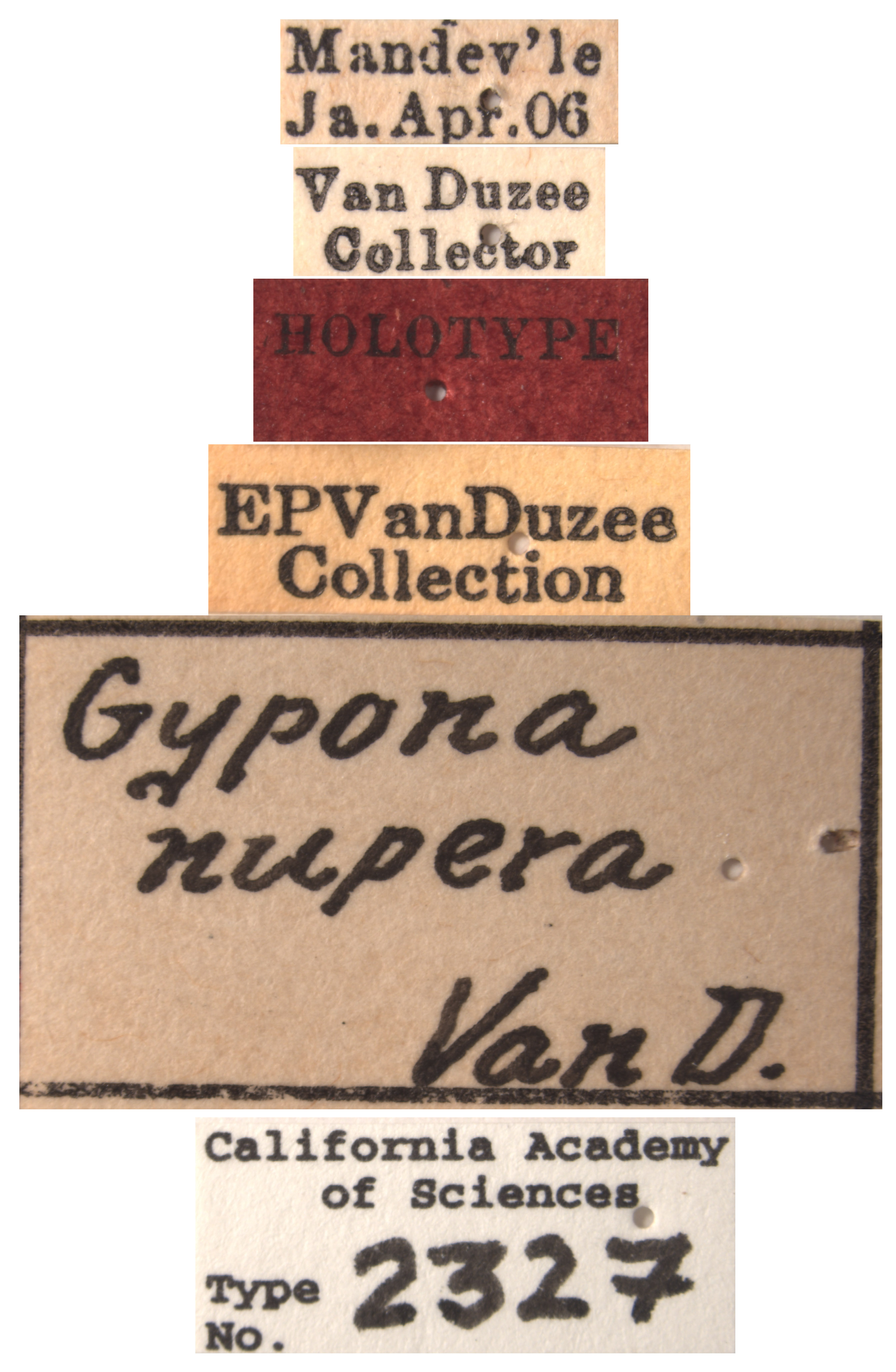 Gypona nupera image