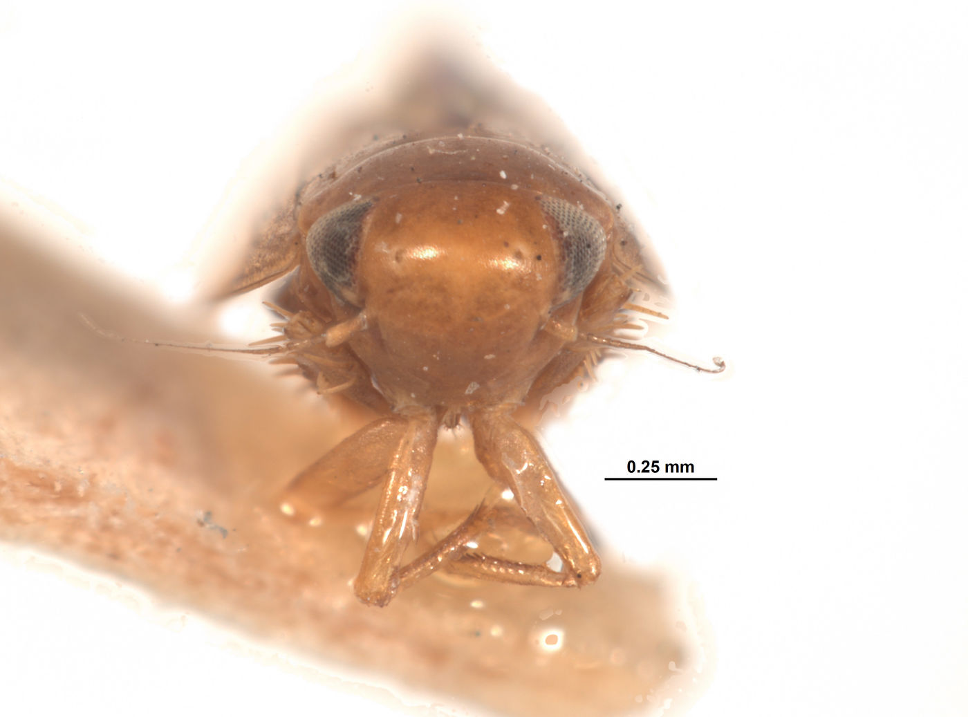 Xestocephalus brunneus image