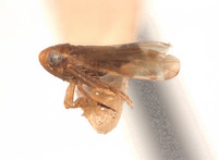 Xestocephalus brunneus image