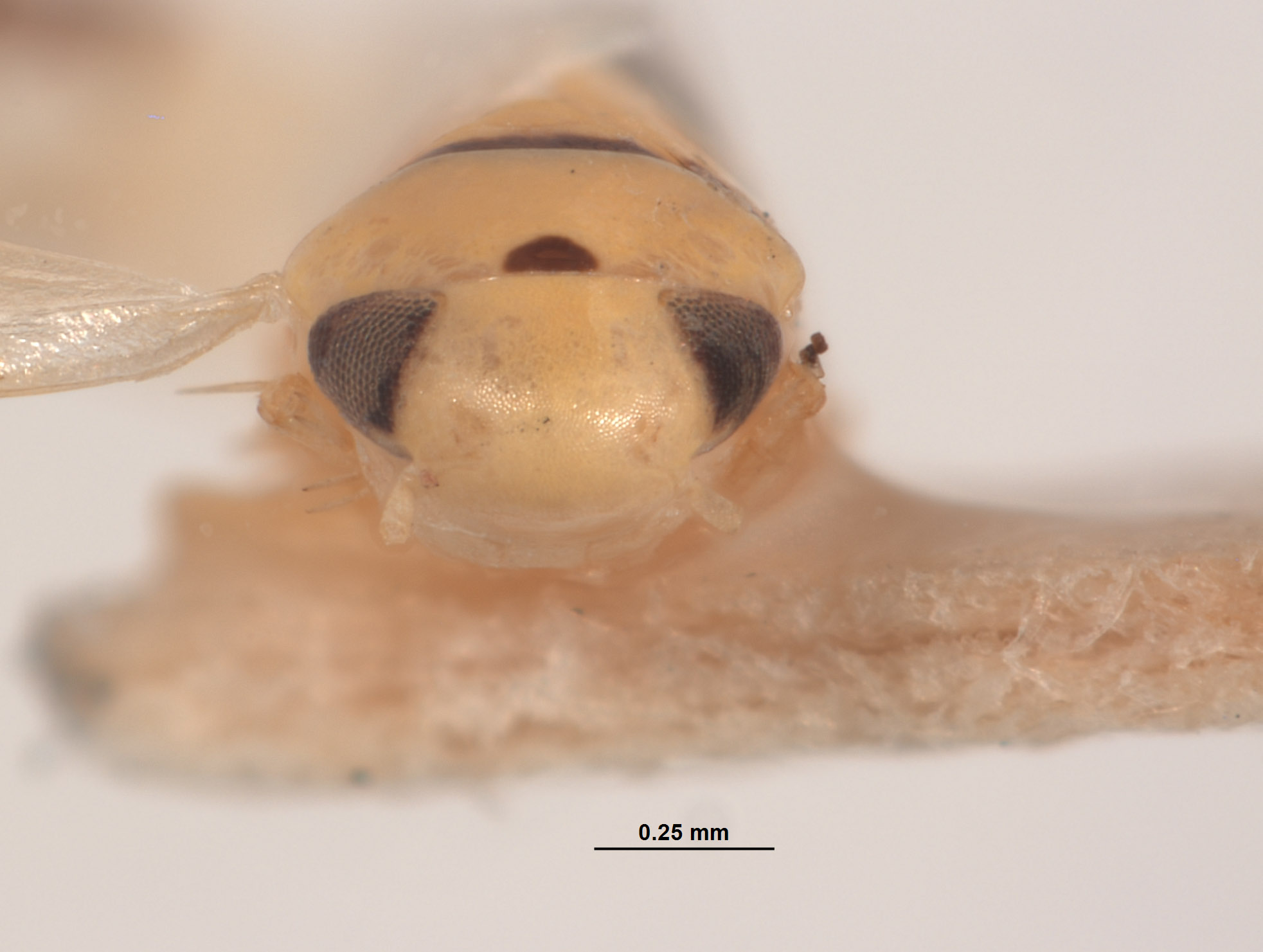 Xestocephalus ornatus image