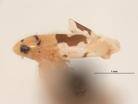 Xestocephalus ornatus image