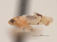 Xestocephalus ornatus image
