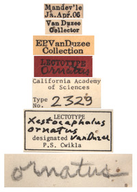 Xestocephalus ornatus image