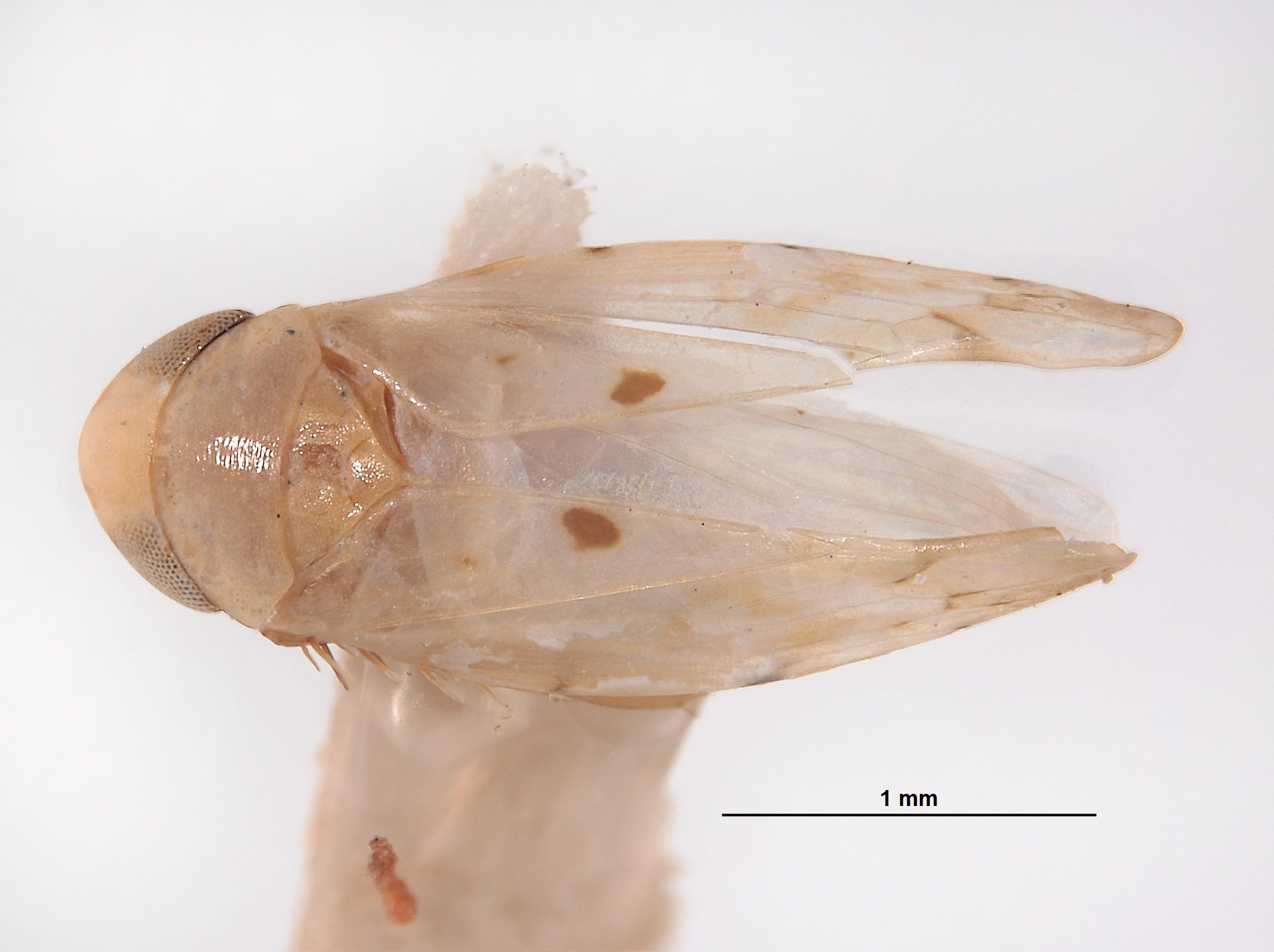 Xestocephalus image