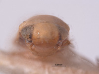 Xestocephalus bipunctatus image