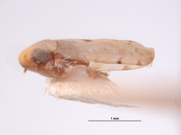 Xestocephalus bipunctatus image