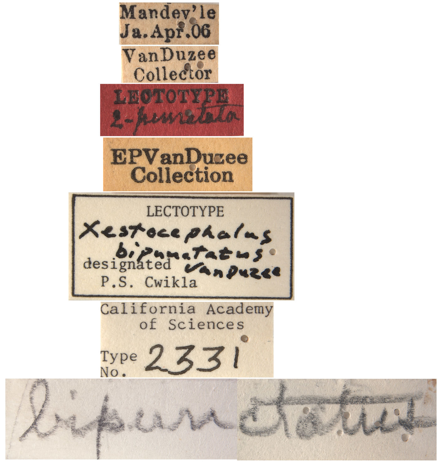 Xestocephalus bipunctatus image