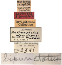 Xestocephalus bipunctatus image