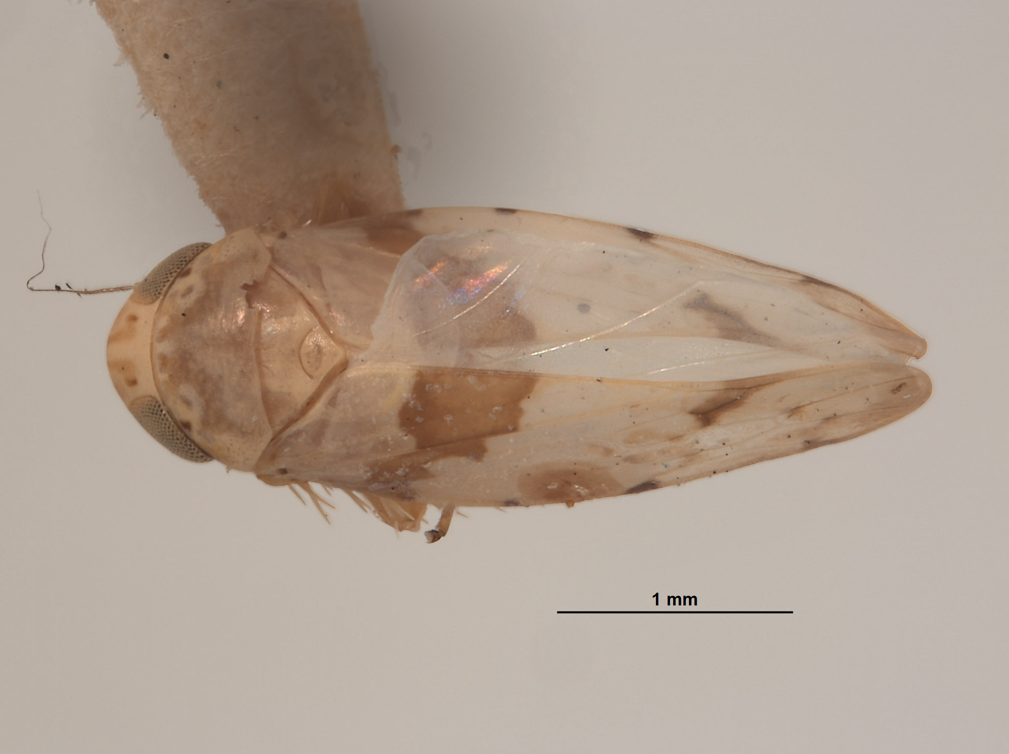 Xestocephalus balli image