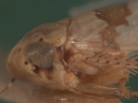 Xestocephalus balli image