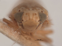 Xestocephalus balli image