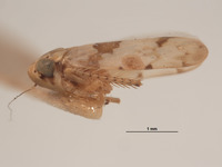 Xestocephalus balli image