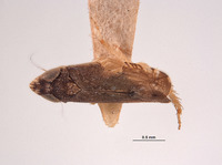 Image of Platymetopius nanus
