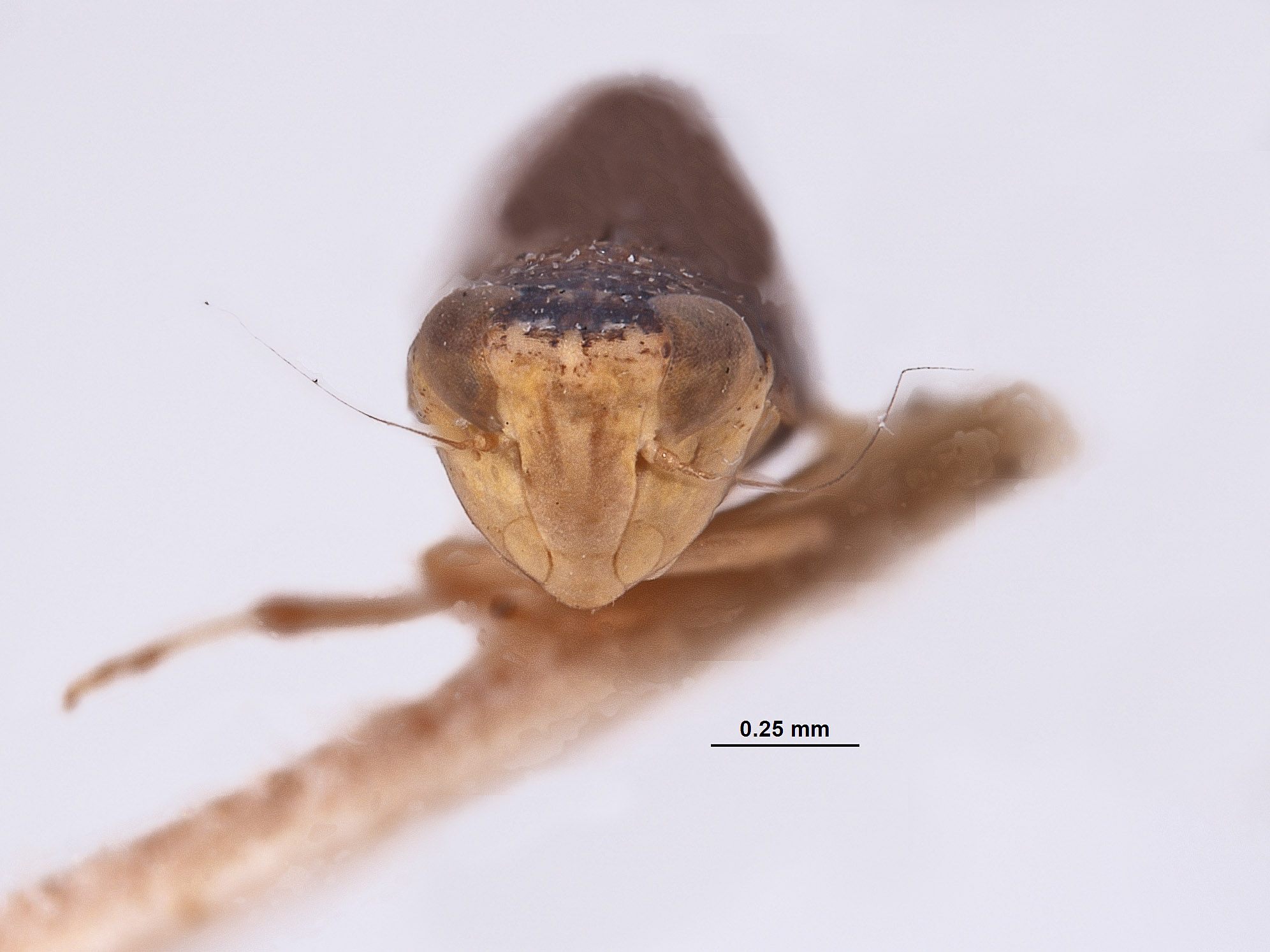 Platymetopius nanus image