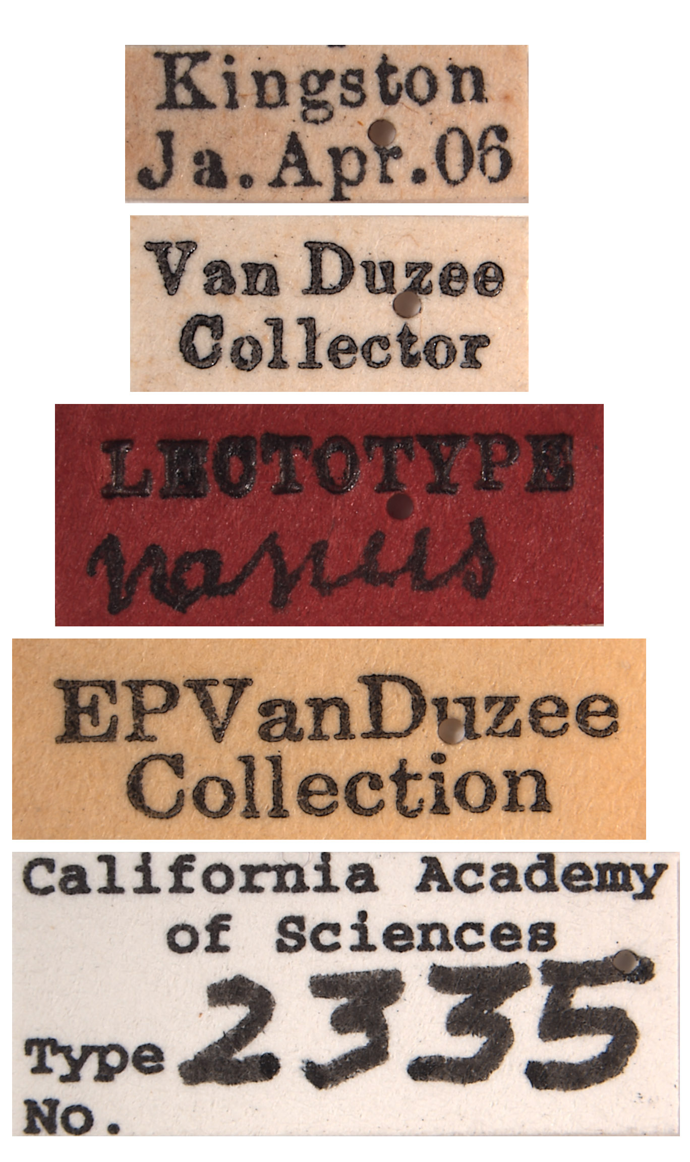 Platymetopius nanus image