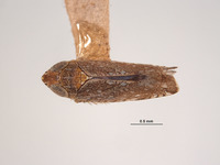 Image of Platymetopius brevis