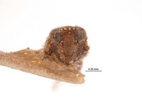 Platymetopius brevis image