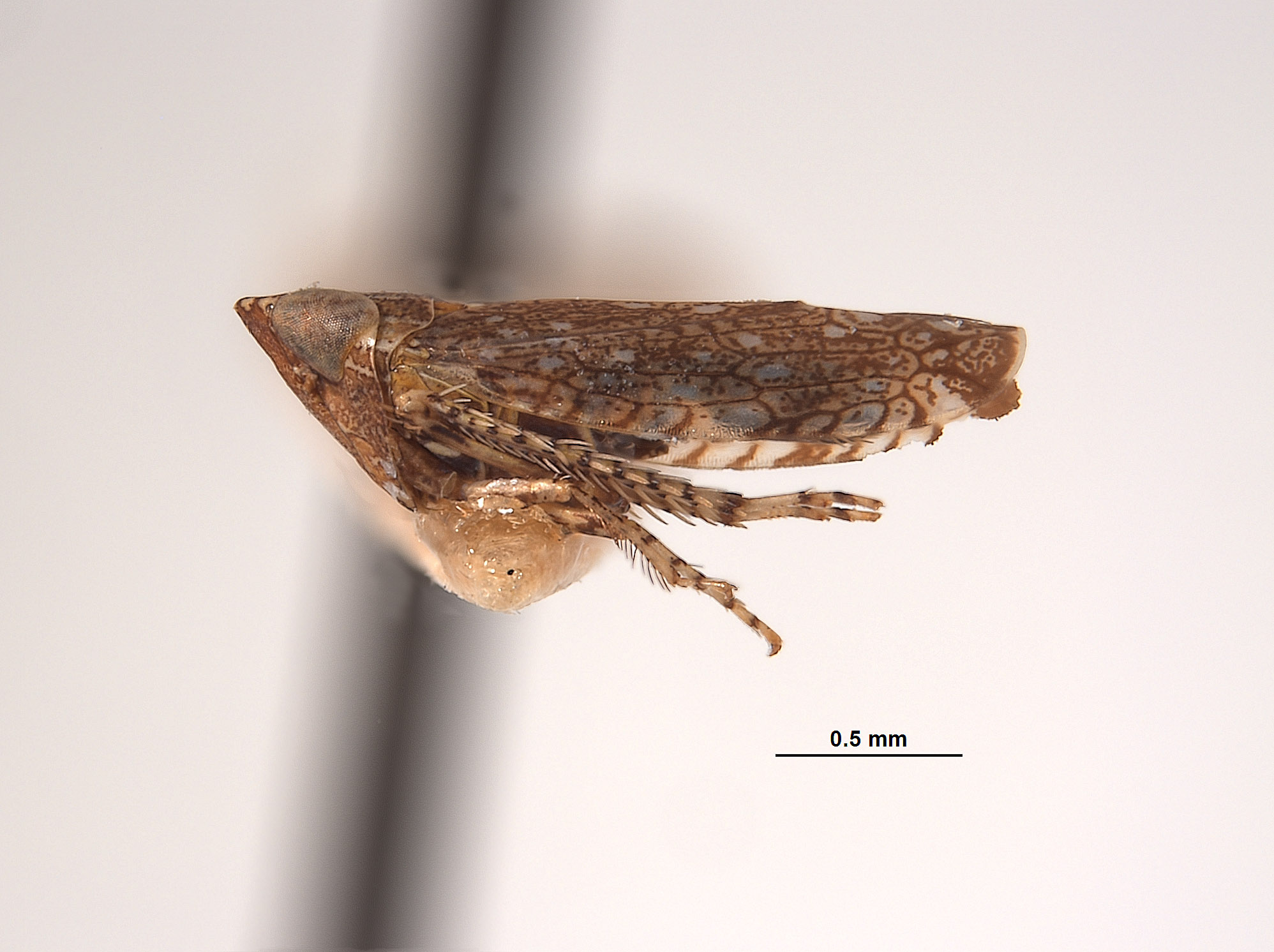 Platymetopius brevis image