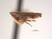 Platymetopius brevis image