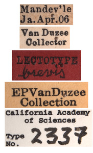 Platymetopius brevis image