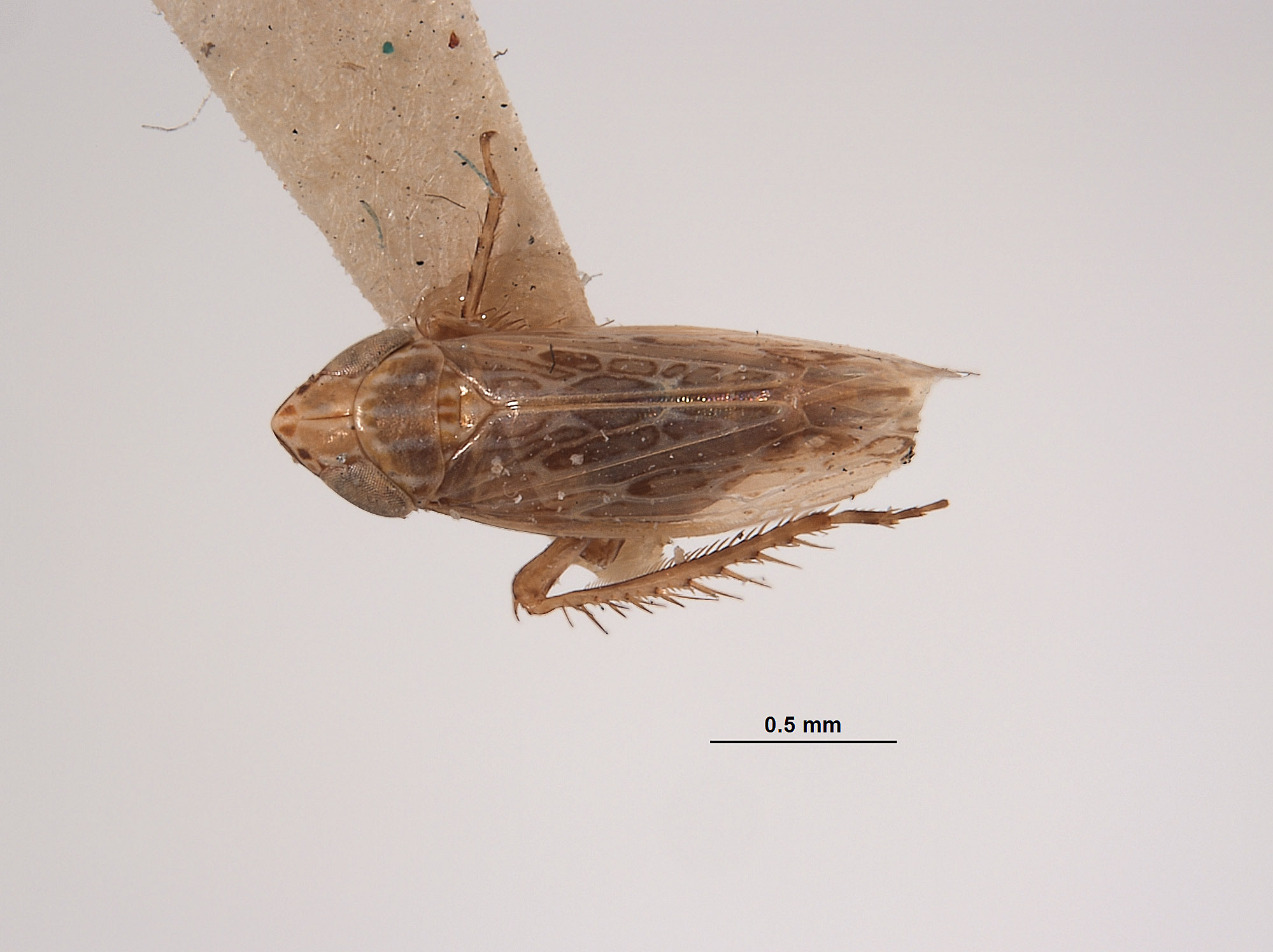 Deltocephalus image