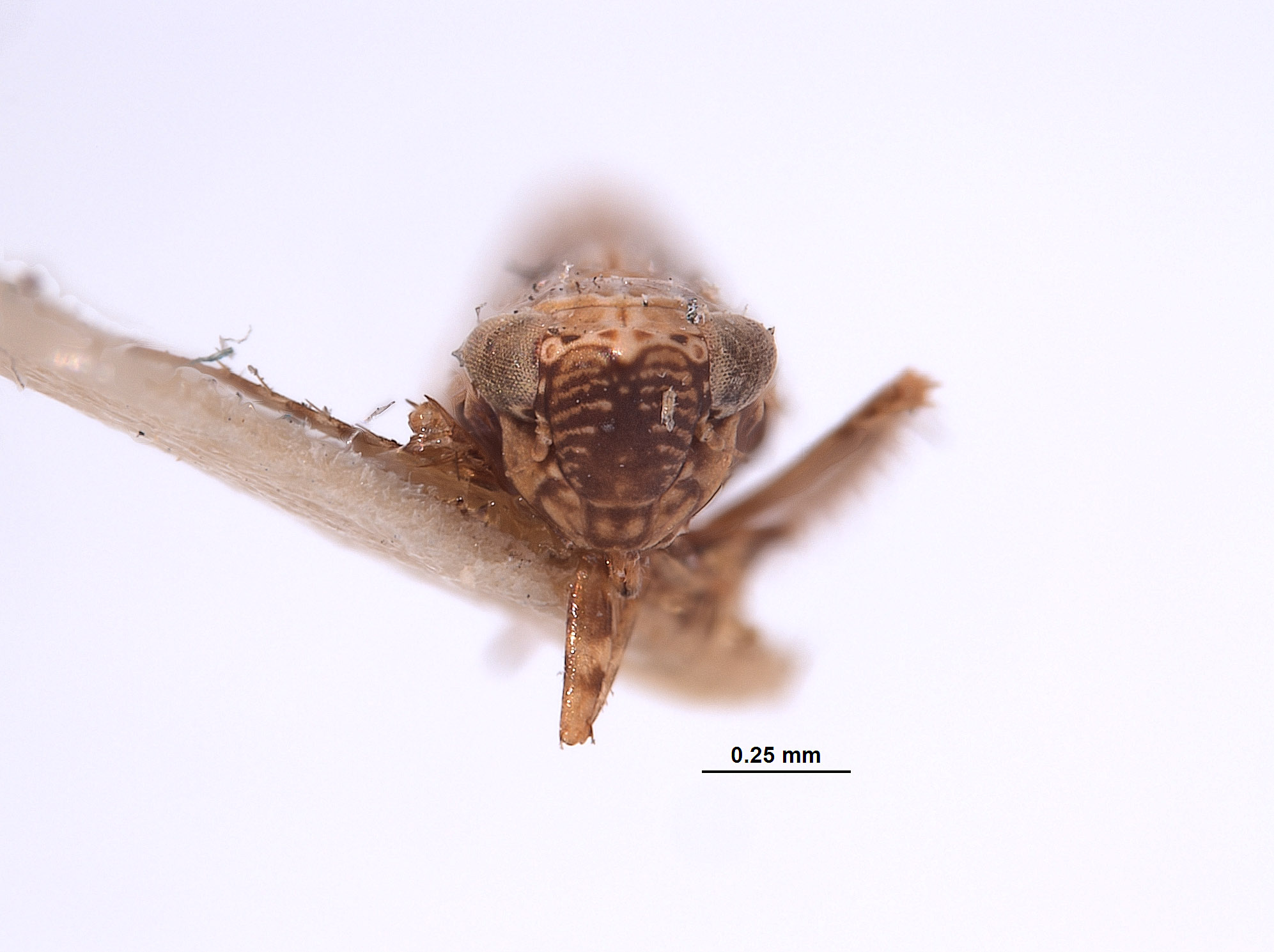 Deltocephalus senilis image